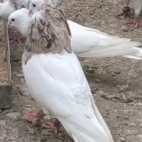 طوق آجری نر