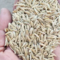 جو دیم فله ای