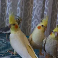 عروس هلندی