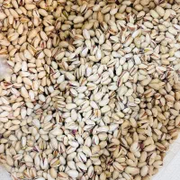 خرید وفروش پسته|خوردنی و آشامیدنی|مشهد, چهارچشمه|دیوار