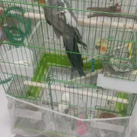 فروش پرنده عروس