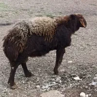 گوسفندنر گوشت خالص