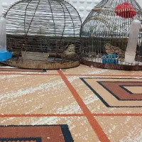 سهره قناری.سهره متولد قفس.سهره خاکی|پرنده|کرمان, |دیوار