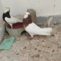 کفتر