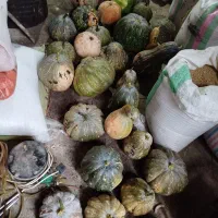 حدود 200کیلو کدو