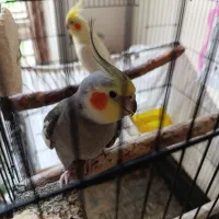 عروس هلندی نرو ماده