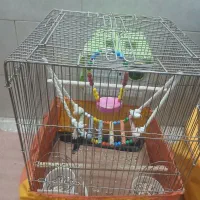 قفسه ی عروس هلندی