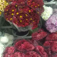 گل داودی ویژه شب یلدا فقط ۷۰هزار تومن