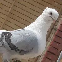 بلژیکی  یا چنگ موشی