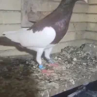 کبوتر یهودی نر