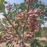 پسته تازه دامغان