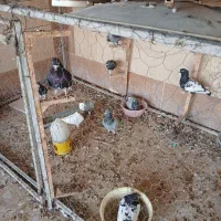 کبوترها فروشی|پرنده|برازجان, |دیوار