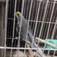 طوطی هلندی سخنگو|پرنده|رشت, حمیدیان|دیوار