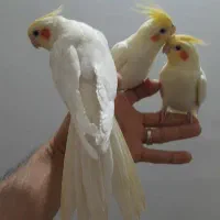 عروس هلندی