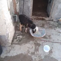 بره نر کوچیک۷۵۰۰