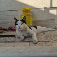 واگذاری گربه