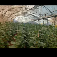 نصاب گلخانه های صنعتی و خانگی|خدمات پیشه و مهارت|شیراز, ارم|دیوار