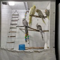 فروش یا معاوضه باملنگو یا جفت قناری رسمی