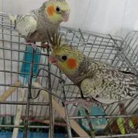 عروس هلندی