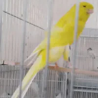 قناری رسمی بلند