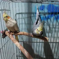 جفت عروس هلندی مولد