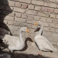 غاز