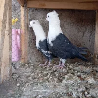 کله سفید کربلایی یکتی|پرنده|اهواز, کمپلو شمالی|دیوار