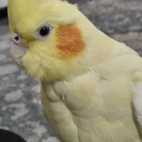 عروس هلندی (گمشده)