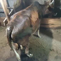 لیشه چالوسی اصل