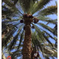 نیازبه نیروی کار درباغ به عنوان دهقان
