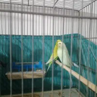 دو جفت مرغ عشق بالغ و مولد|پرنده|قم, شهرک سازمان آب|دیوار