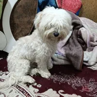 سگ نرو ماده شیتزو