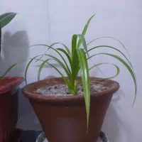 وسایل خانه|حراج|روانسر, |دیوار