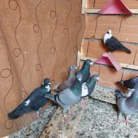 کبوتر آلمانی مسافتی رنگی|پرنده|کلاله, |دیوار