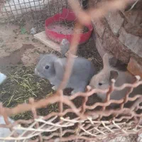 بچه خرگوش لپ|موش و خرگوش|رفسنجان, |دیوار