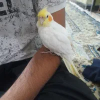 عروس هلندی