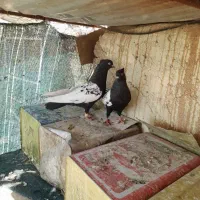 کبوتر بهبونی|پرنده|شیراز, شیخ علی چوپان|دیوار