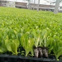 فروش اواع نشا