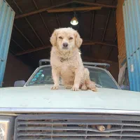 سلام  یه ماده شیتزو پامر حرف گوش کن بازی گوش