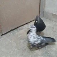 کبوتر سوسکی تهرونی نر