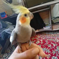 عروس هلندی مفت با قفس|پرنده|شیراز, شهرک کوشکک|دیوار