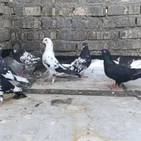 کبوتر معمولی|پرنده|اهواز, ملاشیه|دیوار