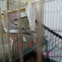 عروس هلندی مولد