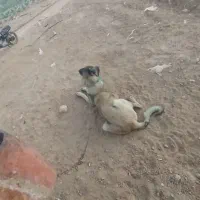 10000|سگ|ماهنشان, |دیوار