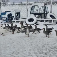 غاز محلی|حیوانات مزرعه|میاندوآب, |دیوار