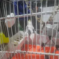 فروش عروس هلندی دورگه