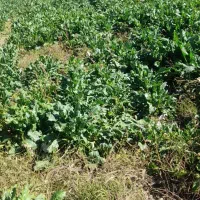 زمین زراعی|فروش دفتر صنعتی، کشاورزی، تجاری|خوی, |دیوار