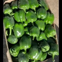 فلفل دلمه پخش در استان