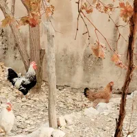 خروس و مرغ چهل تاج