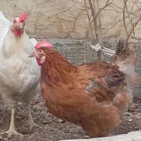 پرنده مرغ رسمی تخم گذار و خروس لاری